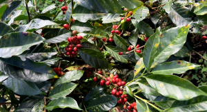 Screen_Shot_2025-10-05_at_20.17.51_1